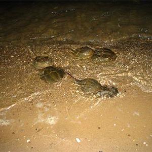 马蹄蟹在水里
